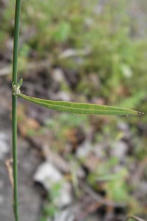 Chondrilla juncea \ Binsen-Knorpellattich, Groer Knorpellattich, D Kehl 28.7.2012