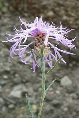 Centaurea pannonica \ stliche Schmalblttrige Flockenblume / Eastern Narrow-Leaved Brown Knapweed, D Thüringen Eisenach, Wartburg 5.8.2013