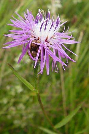 Centaurea jacea \ Wiesen-Flockenblume / Brown Knapweed, D Gladenbach 5.7.2014