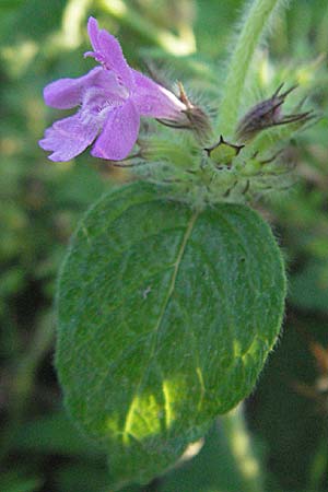 Clinopodium vulgare \ Wirbeldost, D Ladenburg 21.6.2006