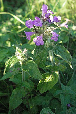 Clinopodium vulgare \ Wirbeldost / Wild Basil, D Ladenburg 21.6.2006