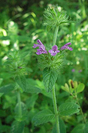 Clinopodium vulgare \ Wirbeldost / Wild Basil, D Pforzheim 15.7.2006