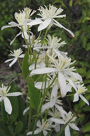 Clematis recta \ Aufrechte Waldrebe / Ground Clematis, D Karlstadt 16.6.2007