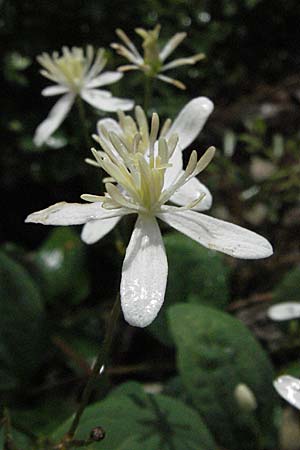 Clematis recta \ Aufrechte Waldrebe, D Karlstadt 16.6.2007