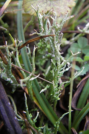 Cladonia rangiformis \ Gesprenkelte Becher-Flechte / Reindeer Moss, D Feuchtwangen 9.10.2009