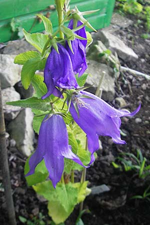 Campanula latifolia / Giant Bellflower, D  23.6.2012