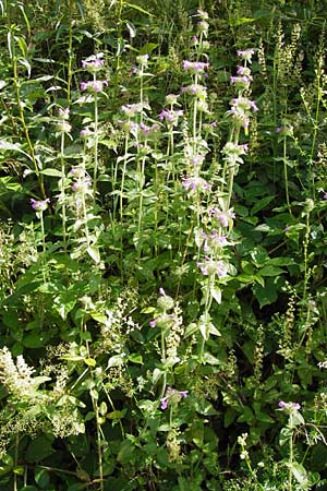 Clinopodium vulgare \ Wirbeldost / Wild Basil, D Schwarzwald/Black-Forest, Reichental 7.7.2012