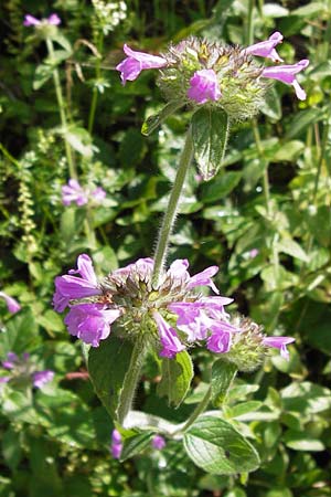 Clinopodium vulgare \ Wirbeldost, D Schwarzwald, Reichental 7.7.2012