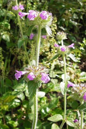 Clinopodium vulgare \ Wirbeldost, D Schwarzwald, Reichental 7.7.2012