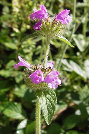 Clinopodium vulgare \ Wirbeldost / Wild Basil, D Schwarzwald/Black-Forest, Reichental 7.7.2012