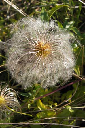 Clematis tangutica \ Gold-Waldrebe, Mongolische Waldrebe / Golden Clematis, D Heidelberg 22.8.2012