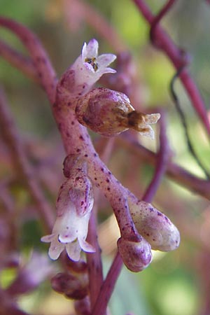 Cuscuta lupuliformis \ Weiden-Seide / Willow Dodder, D Frankfurt-Niederrad 19.9.2012