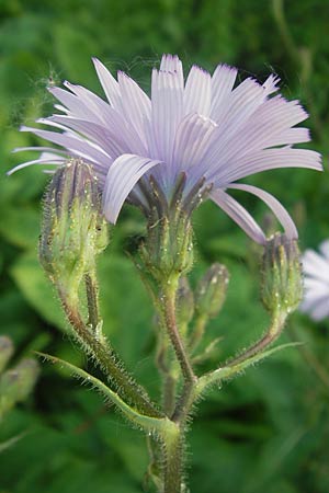 Cicerbita macrophylla \ Groblttriger Milchlattich / Common Blue Sow-Thistle, D Eppingen-Richen 5.7.2013