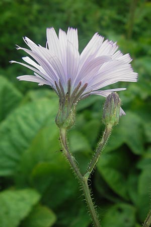 Cicerbita macrophylla \ Groblttriger Milchlattich / Common Blue Sow-Thistle, D Eppingen-Richen 5.7.2013