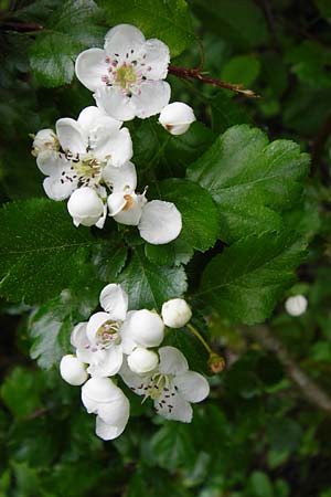 Crataegus laevigata \ Zweigriffeliger Weidorn / Midland Hawthorn, Woodland Hawthorn, D Gladenbach 26.4.2014