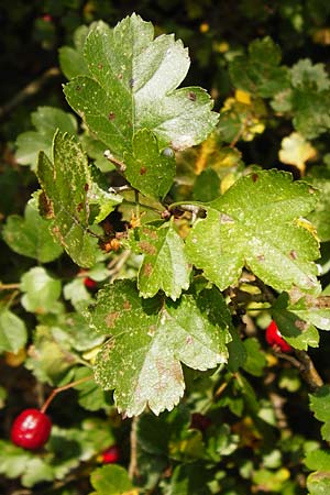 Crataegus laevigata \ Zweigriffeliger Weidorn / Midland Hawthorn, Woodland Hawthorn, D Bensheim 3.10.2014