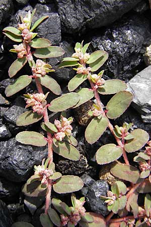 Chamaesyce maculata \ Gefleckte Wolfsmilch / Spotted Spurge, Spotted Sandmat, D Mannheim 19.6.2009