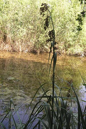 Cladium mariscus \ Schneid-Ried / Great Fen Sedge, D Mainz 30.6.2012