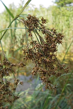 Cladium mariscus \ Schneid-Ried, D Mainz 30.6.2012