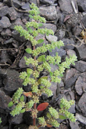 Herniaria hirsuta \ Behaartes Bruchkraut / Hairy Rupture-Wort, D Ludwigshafen 4.7.2012