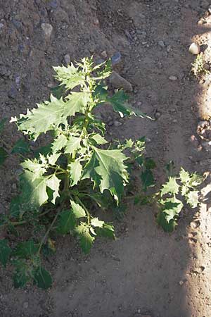 Chenopodium rhombifolium \ Sgeblttriger Gnsefu / Serrate-Leaved Goosefoot, D Heidelberg 22.8.2012