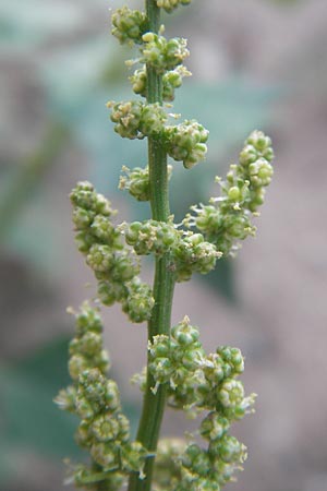 Chenopodium rhombifolium \ Sgeblttriger Gnsefu / Serrate-Leaved Goosefoot, D Heidelberg 4.9.2012