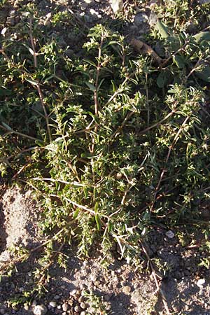 Chamaesyce maculata \ Gefleckte Wolfsmilch / Spotted Spurge, Spotted Sandmat, D Mannheim 7.9.2012