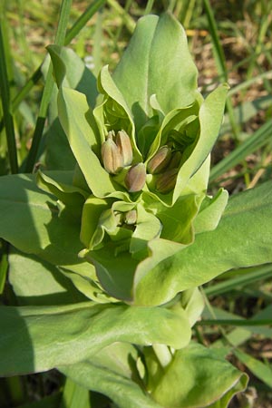 Cerinthe minor \ Kleine Wachsblume / Lesser Honeywort, D Ostheim vor der Rhön 5.5.2013