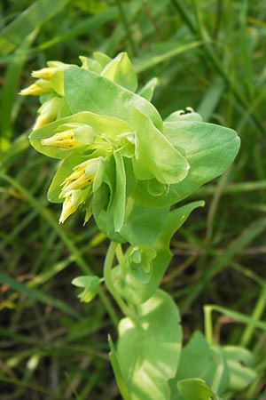 Cerinthe minor \ Kleine Wachsblume / Lesser Honeywort, D Ostheim vor der Rhön 7.6.2013