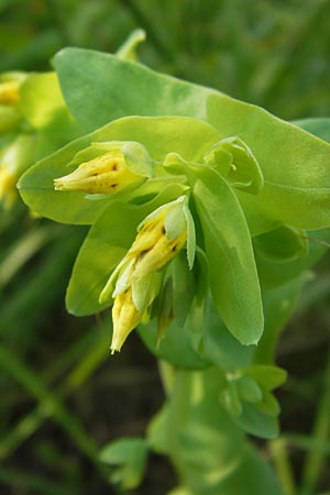 Cerinthe minor \ Kleine Wachsblume, D Ostheim vor der Rhön 7.6.2013