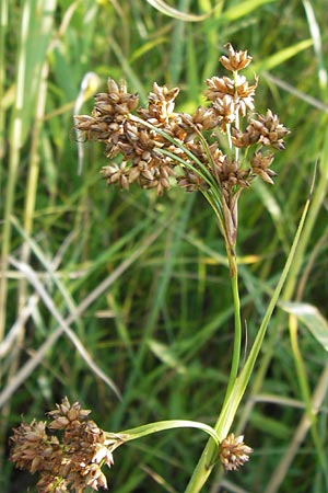 Cladium mariscus \ Schneid-Ried / Great Fen Sedge, D Philippsburg 25.7.2013