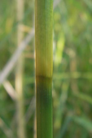 Cladium mariscus \ Schneid-Ried / Great Fen Sedge, D Philippsburg 25.7.2013