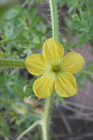 Cucumis melo / Musk Melon, D Mannheim 3.9.2013