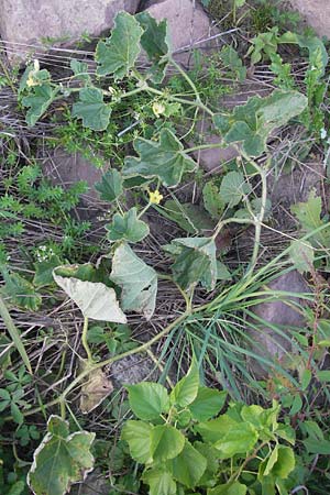 Cucumis melo \ Zucker-Melone, Honig-Melone / Musk Melon, D Mannheim 3.9.2013