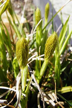 Carex michelii \ Micheli-Segge / Micheli Sedge, D Obernzell an der Donau 30.3.2014