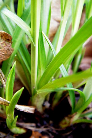 Carex michelii \ Micheli-Segge / Micheli Sedge, D Obernzell an der Donau 8.4.2014