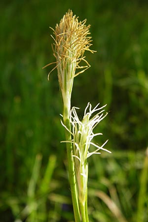 Carex michelii \ Micheli-Segge / Micheli Sedge, D Obernzell an der Donau 11.4.2014