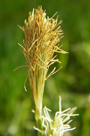 Carex michelii \ Micheli-Segge / Micheli Sedge, D Obernzell an der Donau 11.4.2014