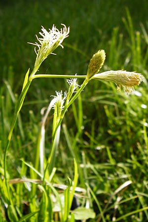 Carex michelii \ Micheli-Segge / Micheli Sedge, D Obernzell an der Donau 11.4.2014