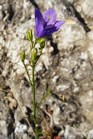 Campanula rotundifolia \ Rundblttrige Glockenblume / Harebell, D Weltenburg 13.6.2014