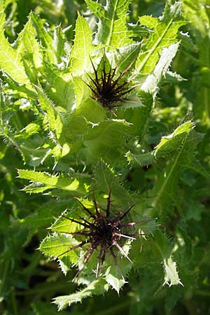 Centaurea benedicta \ Benediktenkraut, D Botan. Gar.  Universit.  Mainz 11.7.2009