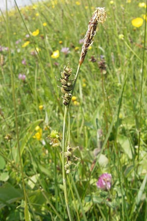 Carex panicea \ Hirse-Segge / Carnation Sedge, D Rhön, Wasserkuppe 30.5.2012