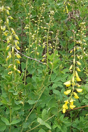 Cytisus nigricans \ Schwarzwerdender Geiklee, D Wellheim im Urdonautal 6.6.2012