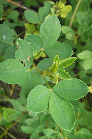 Cytisus nigricans \ Schwarzwerdender Geiklee, D Wellheim im Urdonautal 6.6.2012