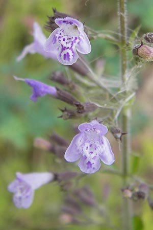 Clinopodium einseleanum, Einsele's Calamint