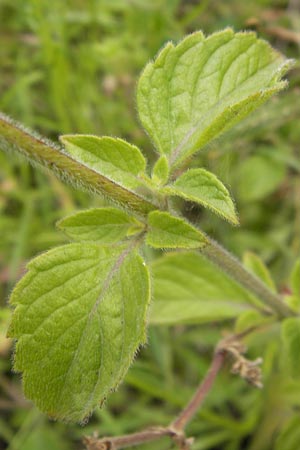 Clinopodium einseleanum \ sterreicher Bergminze, D Heidelberg 30.7.2012