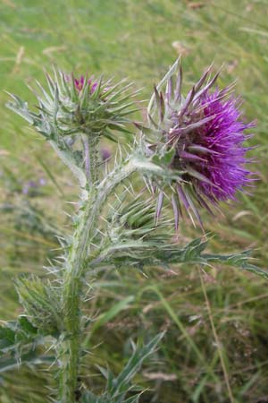 Carduus nutans \ Nickende Distel, D Seeheim an der Bergstraße 28.6.2013