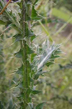 Carduus nutans \ Nickende Distel, D Seeheim an der Bergstraße 28.6.2013