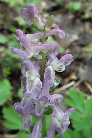 Corydalis cava, Hollow-Root