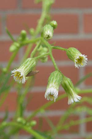 Erigeron canadensis \ Kanadischer Katzenschweif, Kanadisches Berufkraut / Canadian Fleabane, D Mannheim 7.7.2006